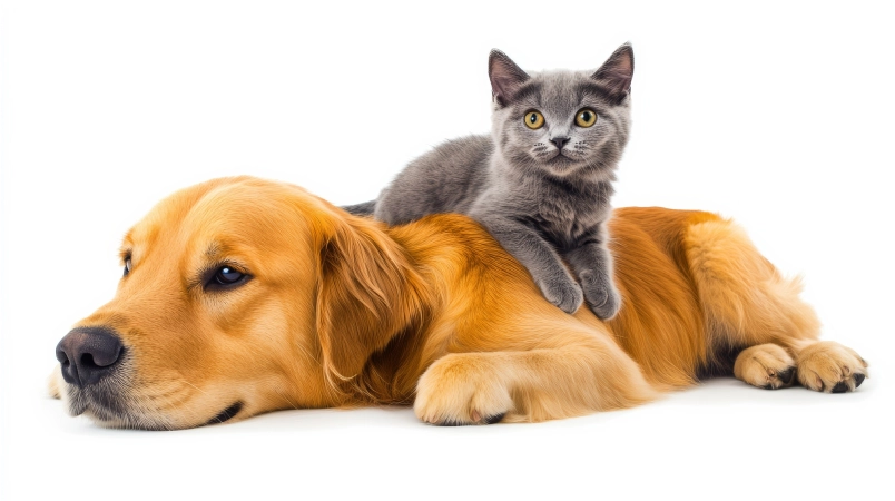 image of cat and dog pets
